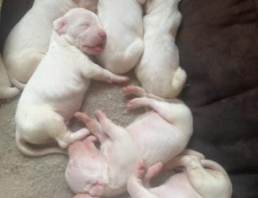 Sleeping Cute Dogo Argentino Puppies huddled together