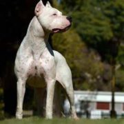 The Fighting Dog of Cordoba was the base breed for the Dogo Argentino. The Fighting Dog of Cordoba was a cross breed of English Bulldog, Bull Terrier and Mastiff. The dog was vigorous and strong but lacked the ability to act as a family dog, as well as lacking the ability to hunt in a pack.