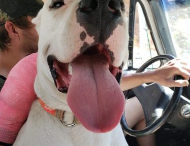 Smiling Dogo Argentino in the front seat