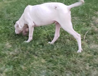 White Dogo Argentino sniffing the grass