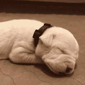 Tiny sleeping female Dogo Argentino puppy