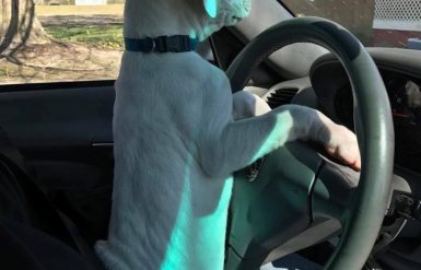White dog driving car
